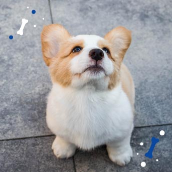 por que desparasitar a un perro.jpg